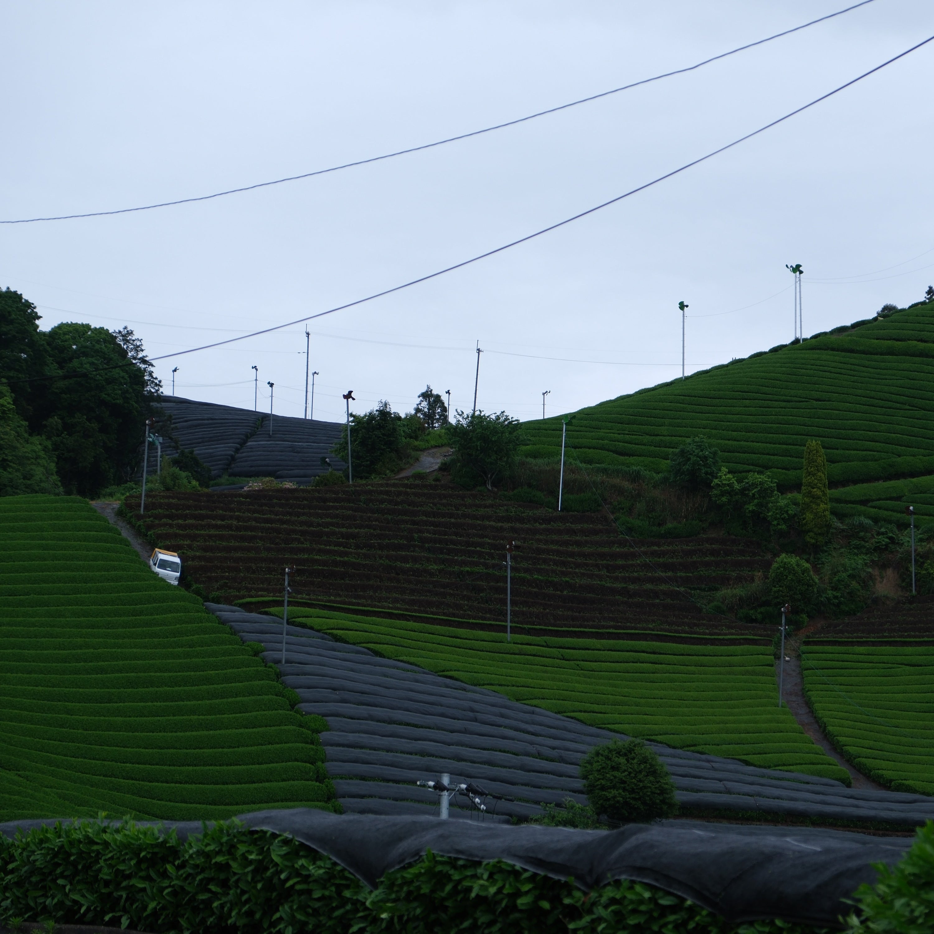 new | thea matcha - superior kyoto